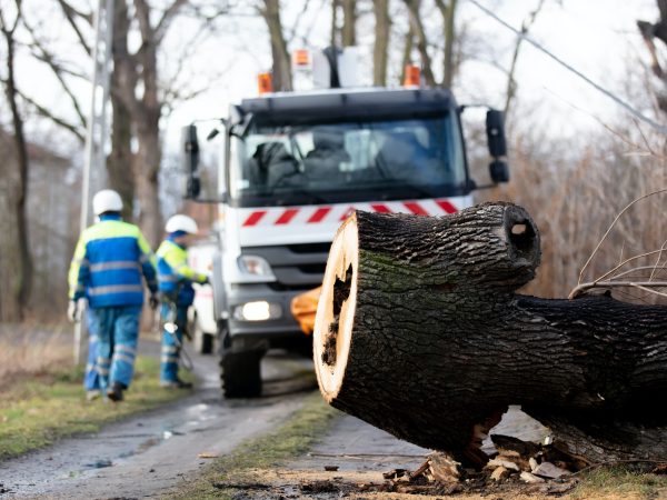 the emergency service removes a rotten tree that fell on a power line from the road